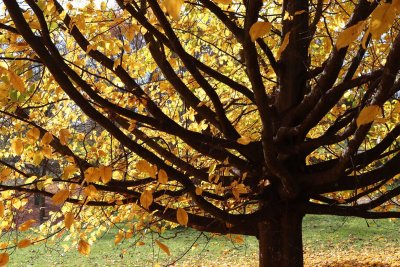 Carpinus betulus - habr obecný - větvení (83)